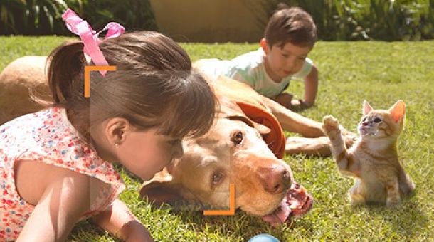 Seguro para Mascotas Martínez Padilla Asesores